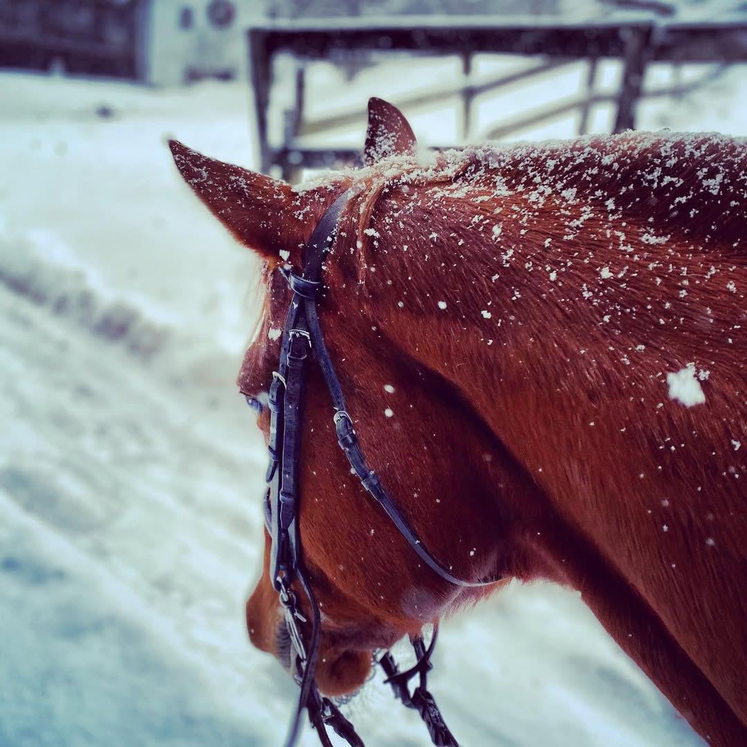 Horses
